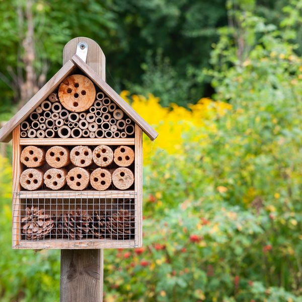 How to Make an Insect Hotel – Step-by-Step Guide