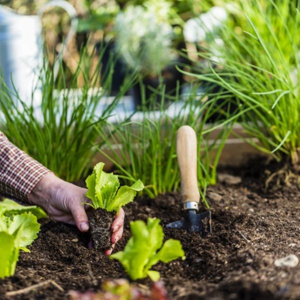  57 / 5.000 Vom Samen bis zum Geschmack: Ihre ersten Schritte im Gemüsegarten